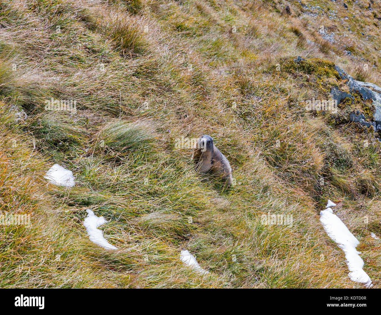 Marmotte alpine sur l'automne. Kaiser Franz Joseph glacier, haute route alpine du grossglockner dans Alpes autrichiennes. Banque D'Images