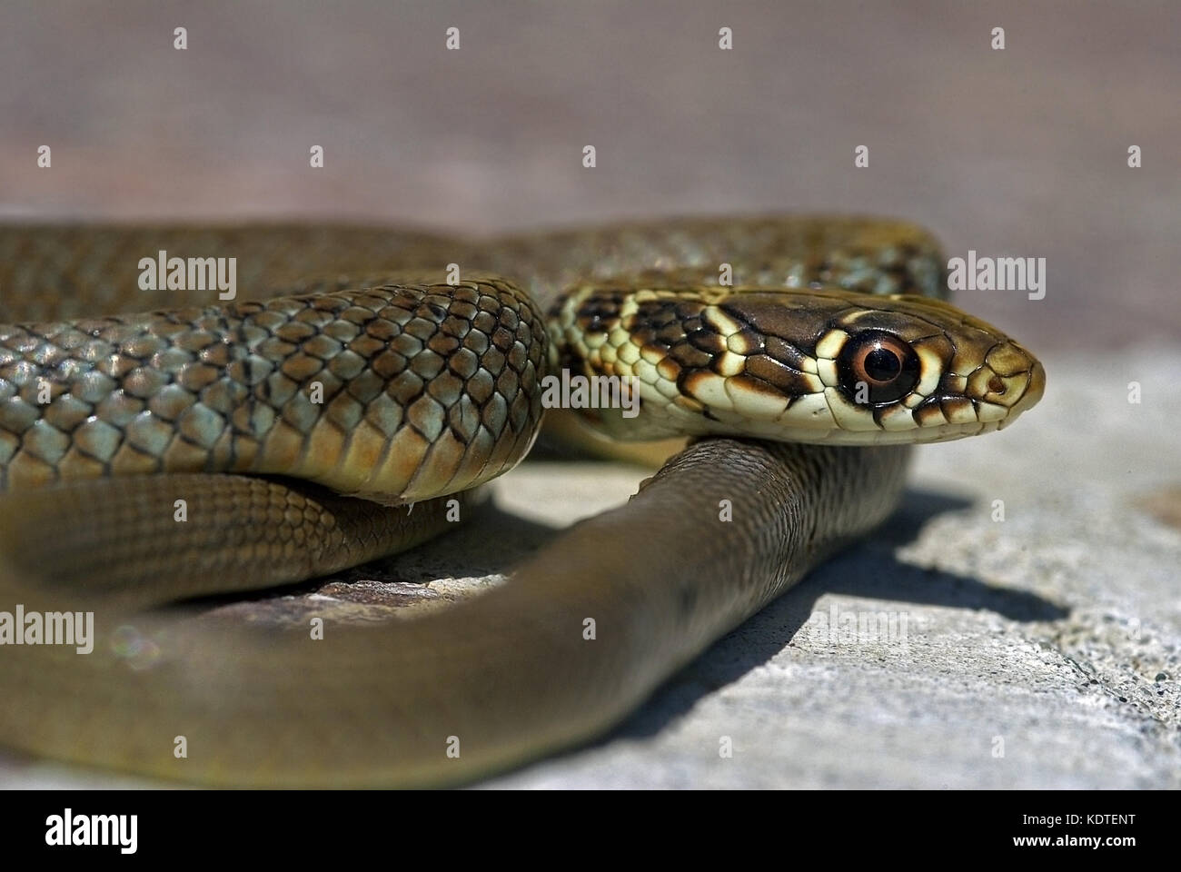 Les jeunes d'italie snake whip vert (hierophius viridiflavus) Banque D'Images