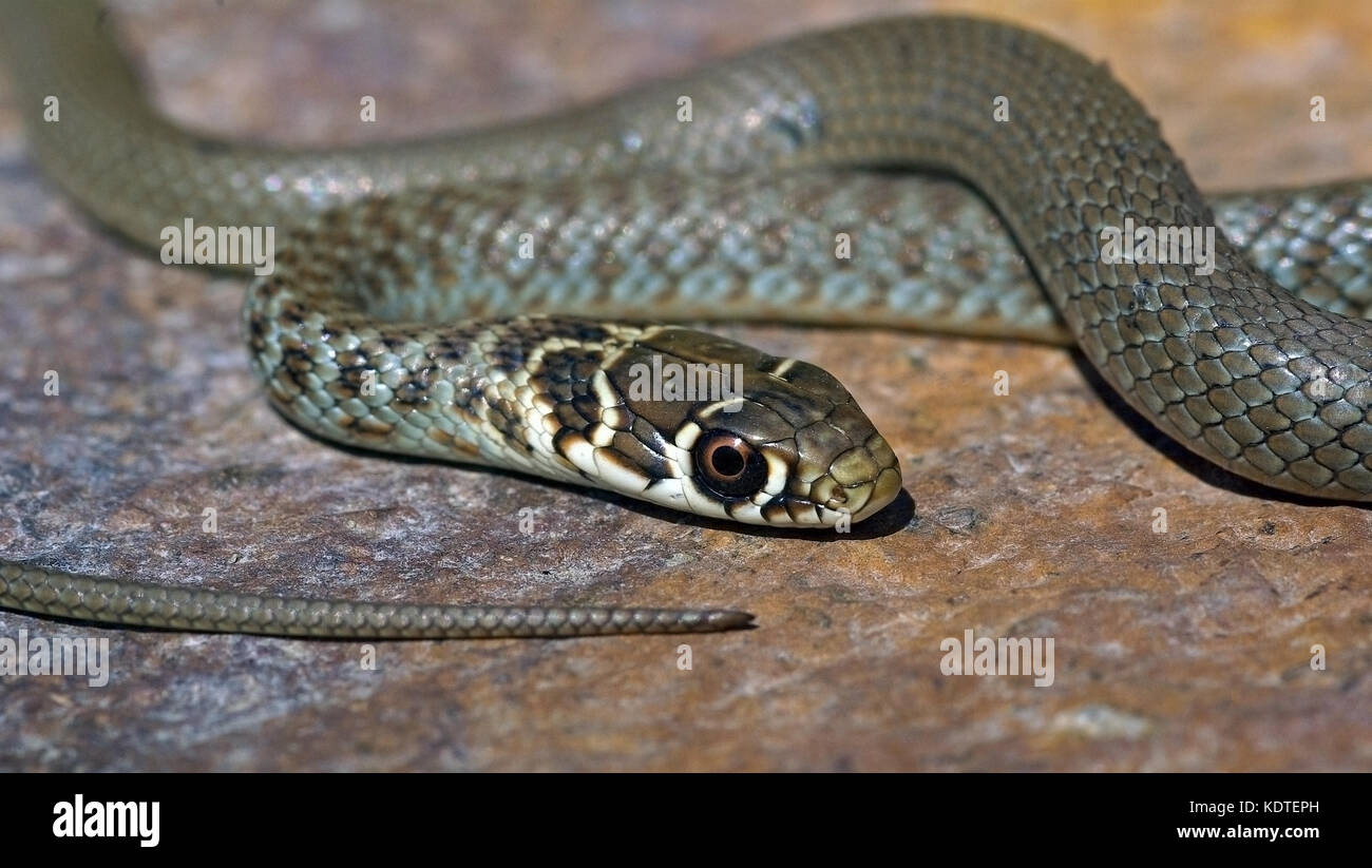 Les jeunes d'italie snake whip vert (hierophius viridiflavus) Banque D'Images