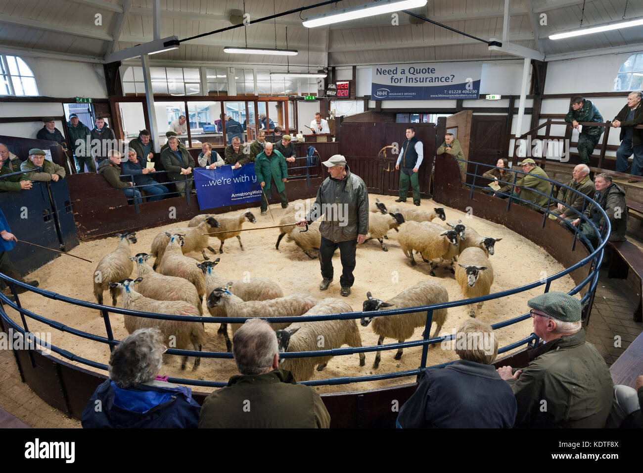 Lazonby Auction Mart, Cumbria, Royaume-Uni. Vente d'automne de la mule gimmer agneaux. Les agneaux mis aux enchères dans l'anneau. Banque D'Images