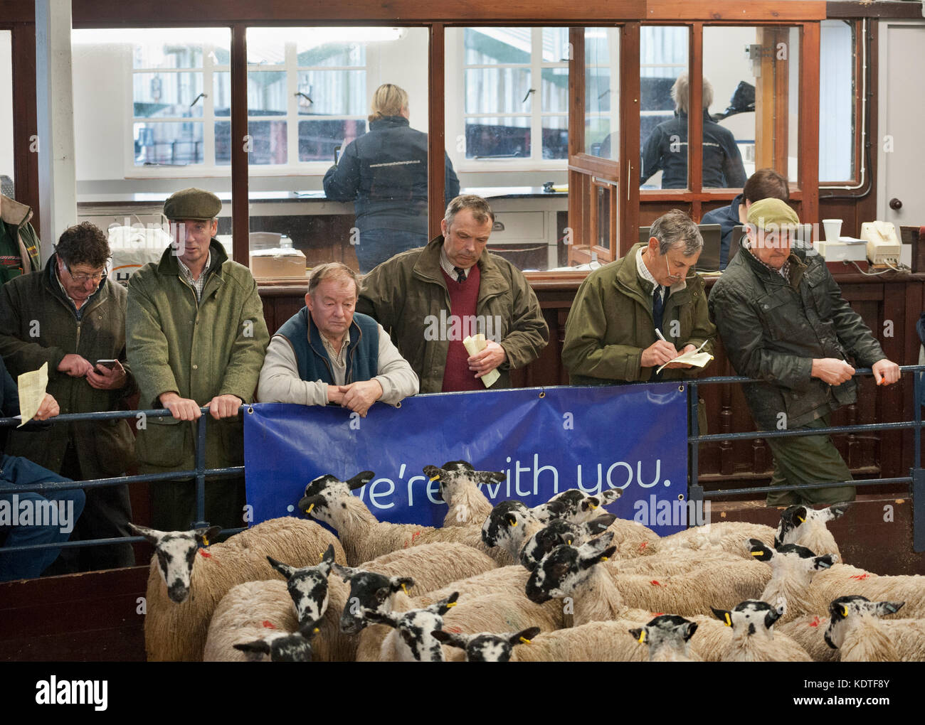 Lazonby Auction Mart, Cumbria, Royaume-Uni. Vente d'automne de la mule gimmer agneaux. Les acheteurs et les vendeurs par l'encan. Banque D'Images