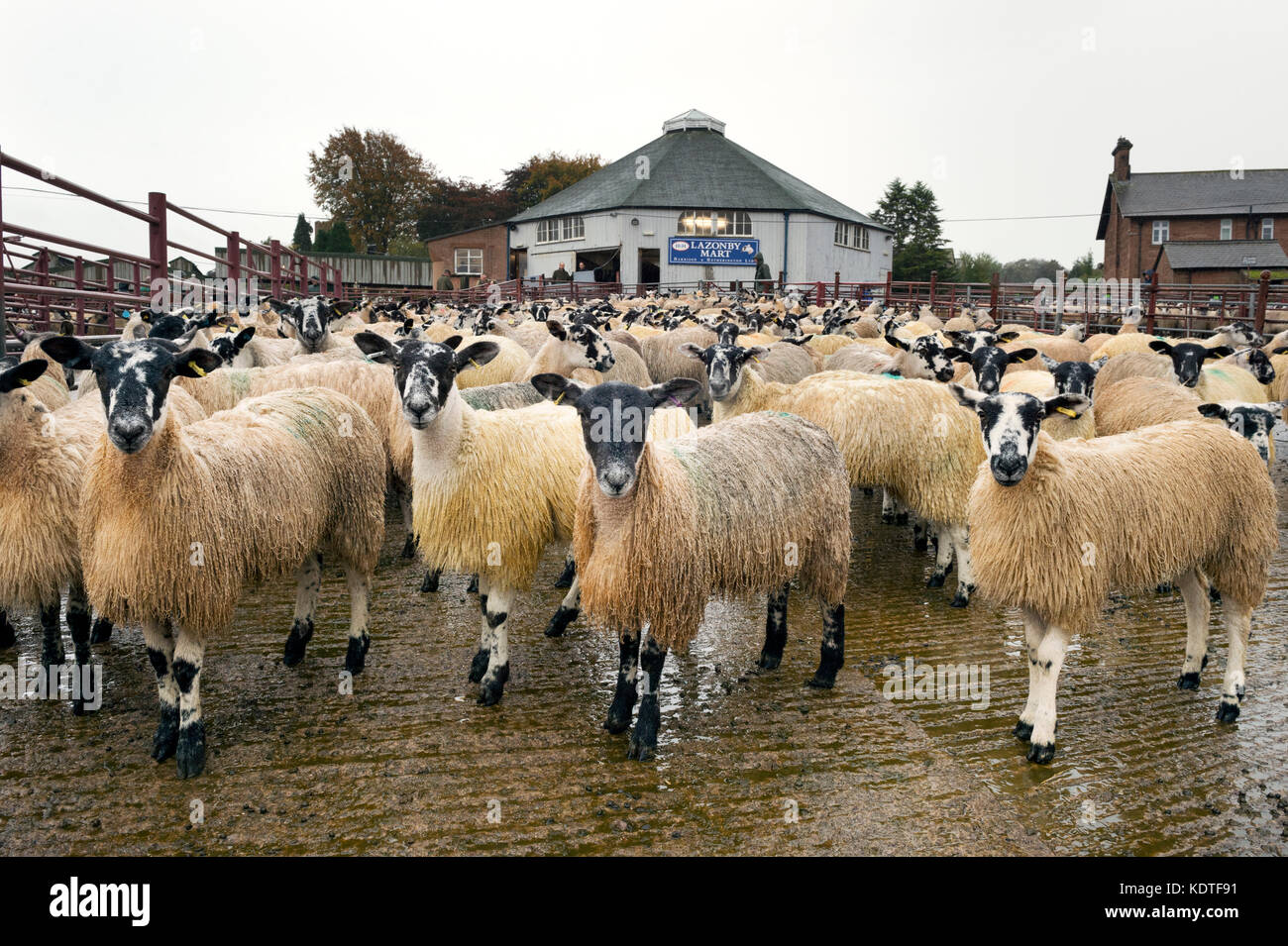 Lazonby Auction Mart, Cumbria, Royaume-Uni. Vente d'automne de la mule gimmer agneaux. Banque D'Images