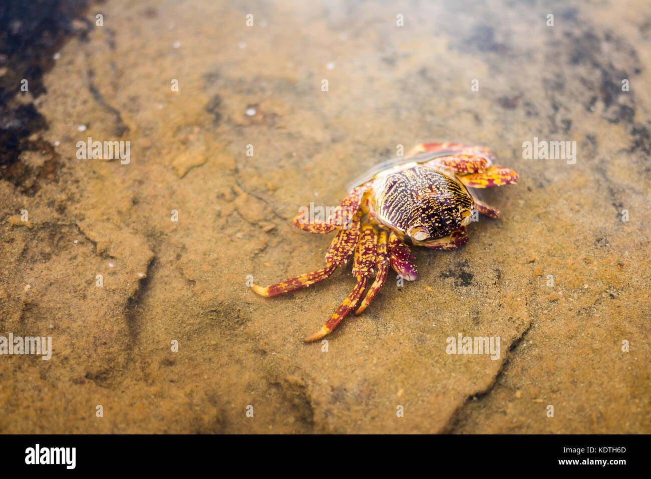 Crabe morts échoués sur la plage de la mer du Nord à marée basse Banque D'Images