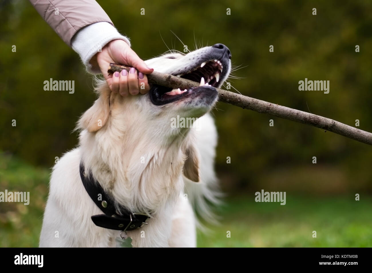 Labrador retriever avec bâton en bois en automne nature Banque D'Images