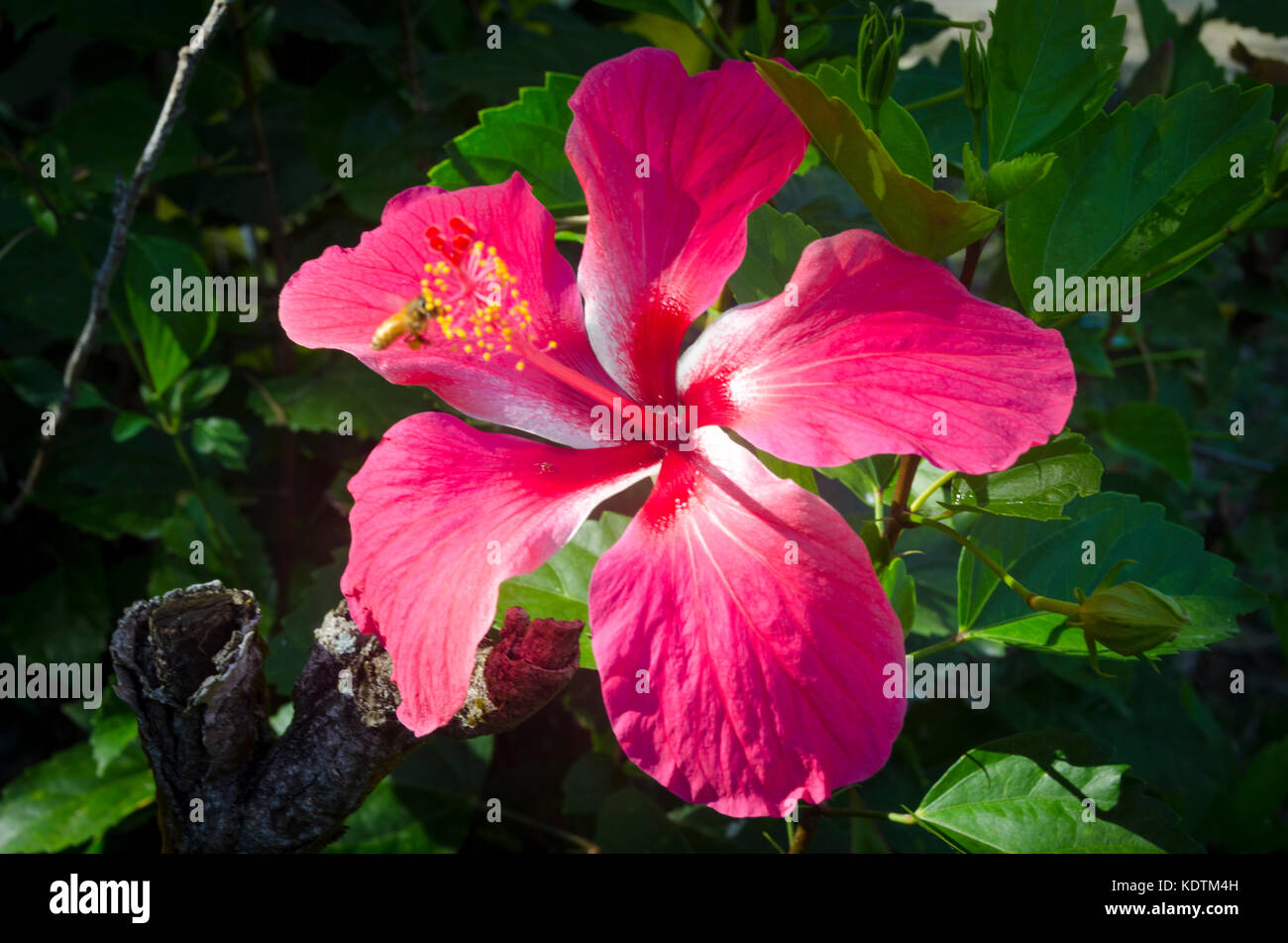 Fleur d'HIbiscus rose, Anaiki, Niue, Pacifique Sud Banque D'Images