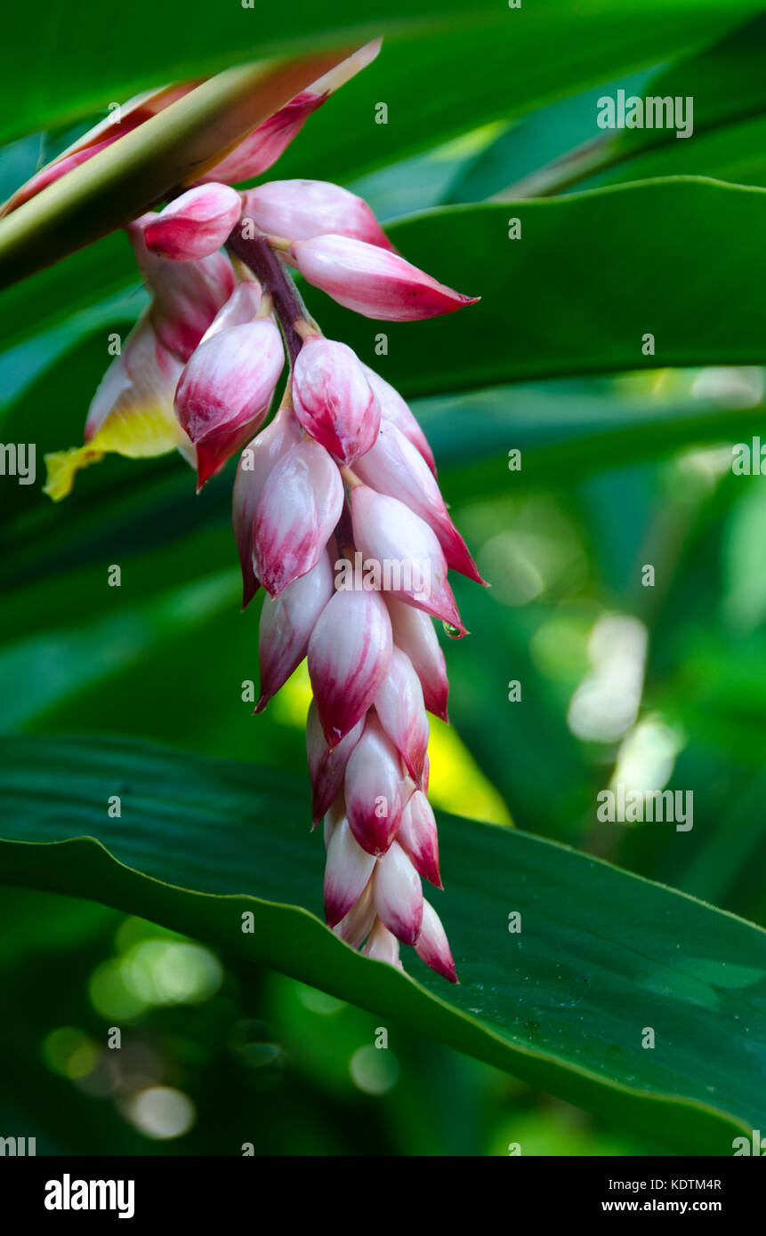 Fleur tropicale, Mutulau, Niue, Pacifique Sud Banque D'Images