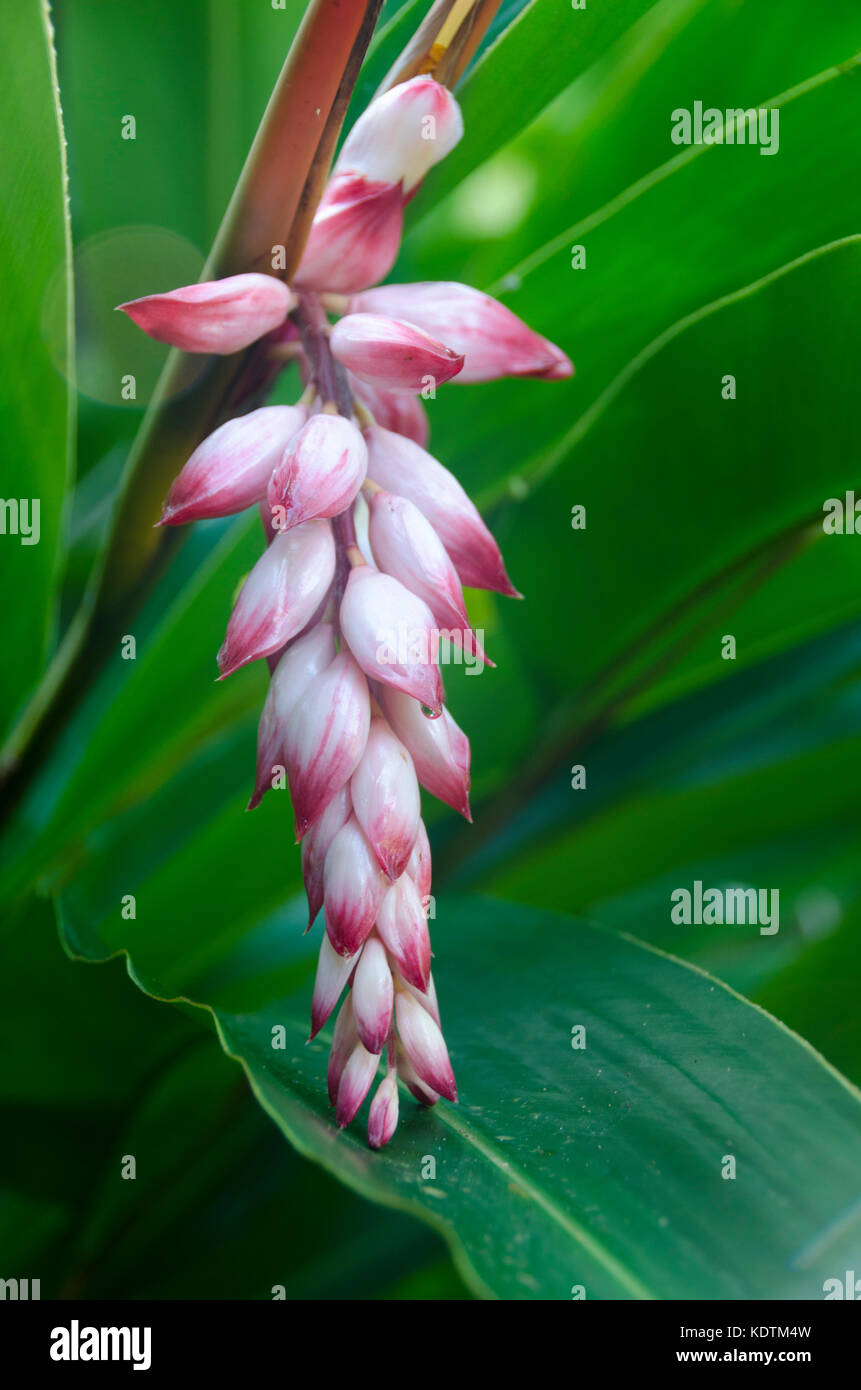 Fleur tropicale, Mutulau, Niue, Pacifique Sud Banque D'Images