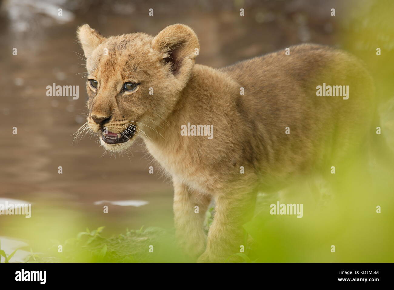 Botswana LION CUB Banque D'Images