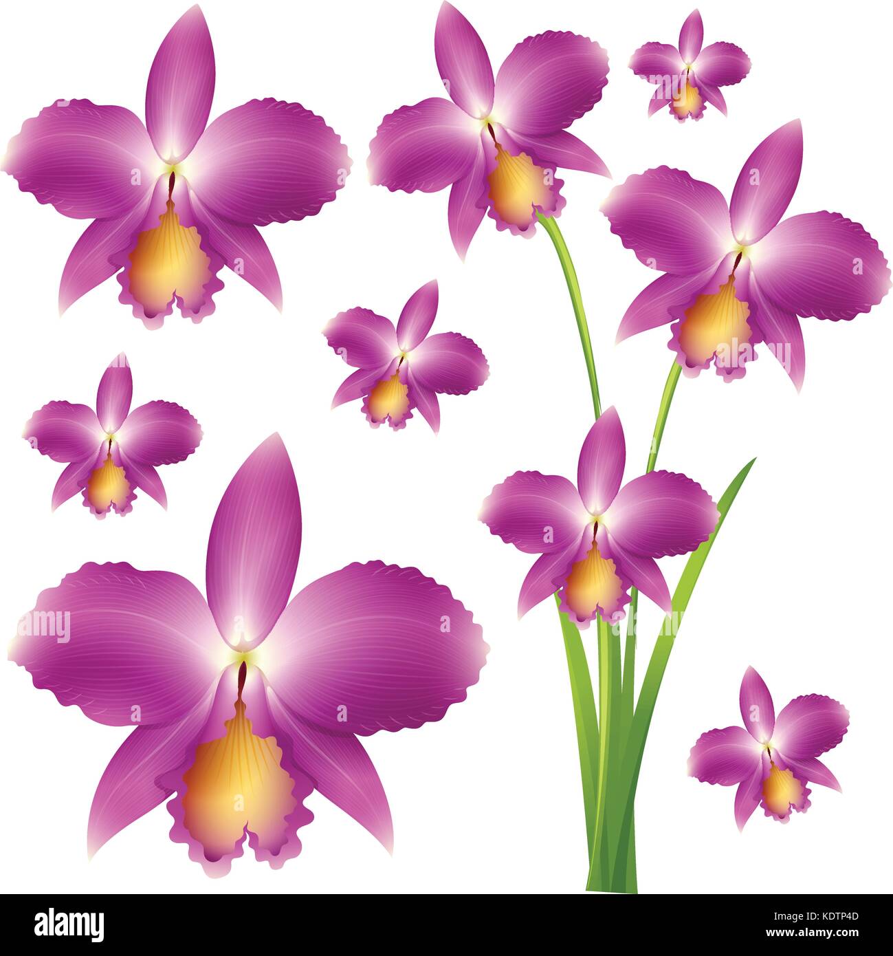 Une orchidée pourpre fleurs illustration Illustration de Vecteur