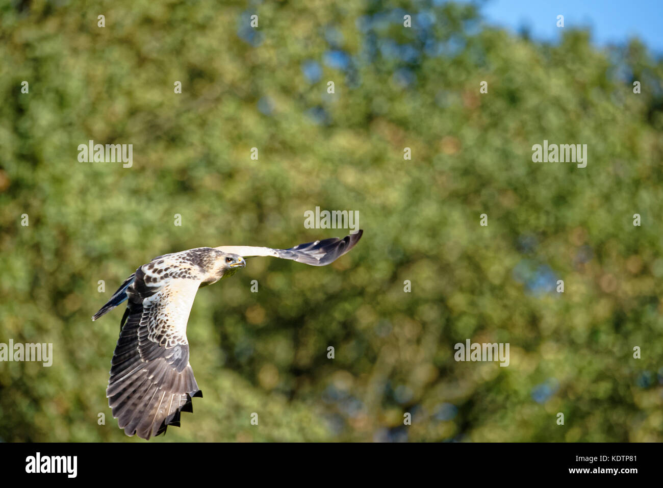 Buse variable en voler.(Buteo buteo) Banque D'Images
