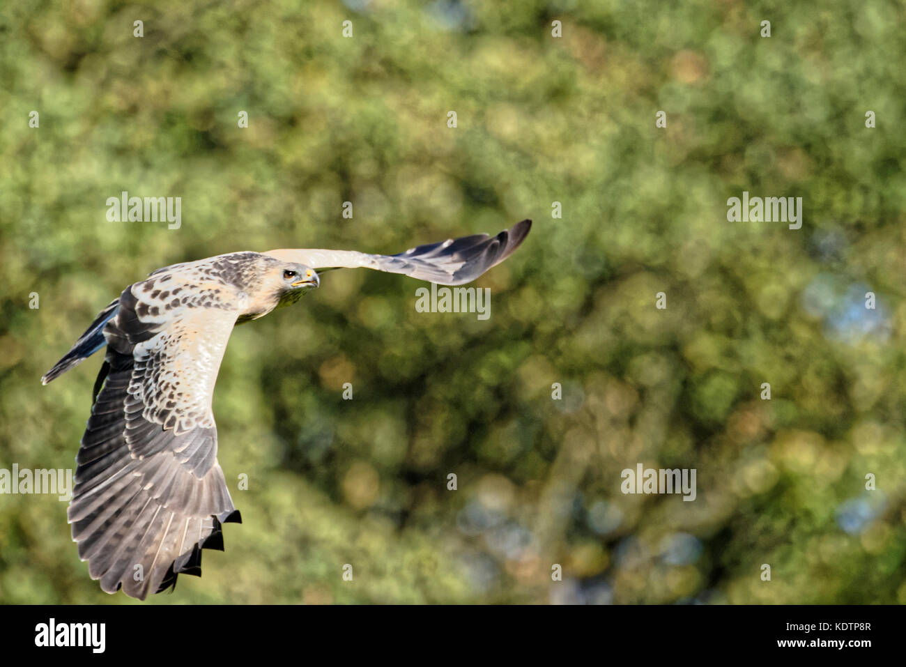 Buse variable en voler.(Buteo buteo) Banque D'Images