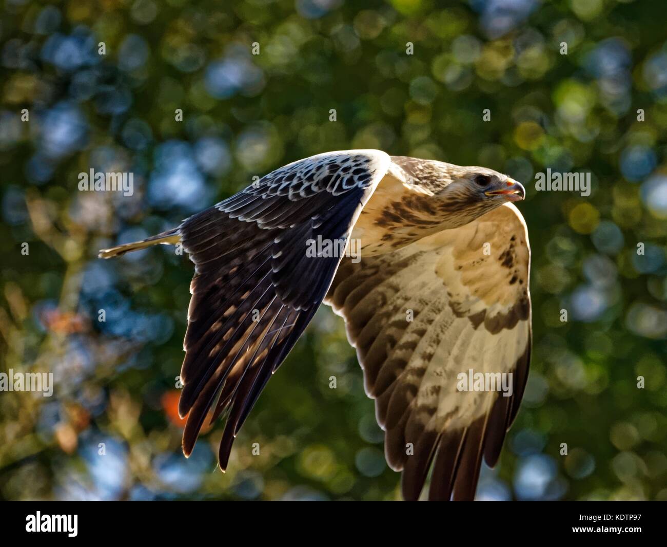 Buse variable en voler.(Buteo buteo) Banque D'Images