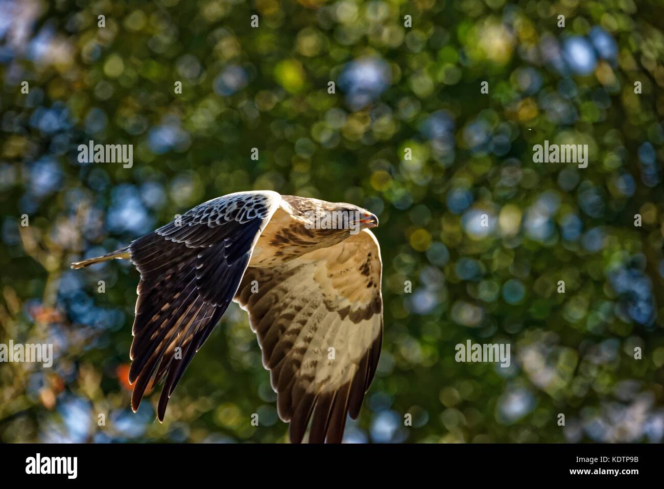Buse variable en voler.(Buteo buteo) Banque D'Images
