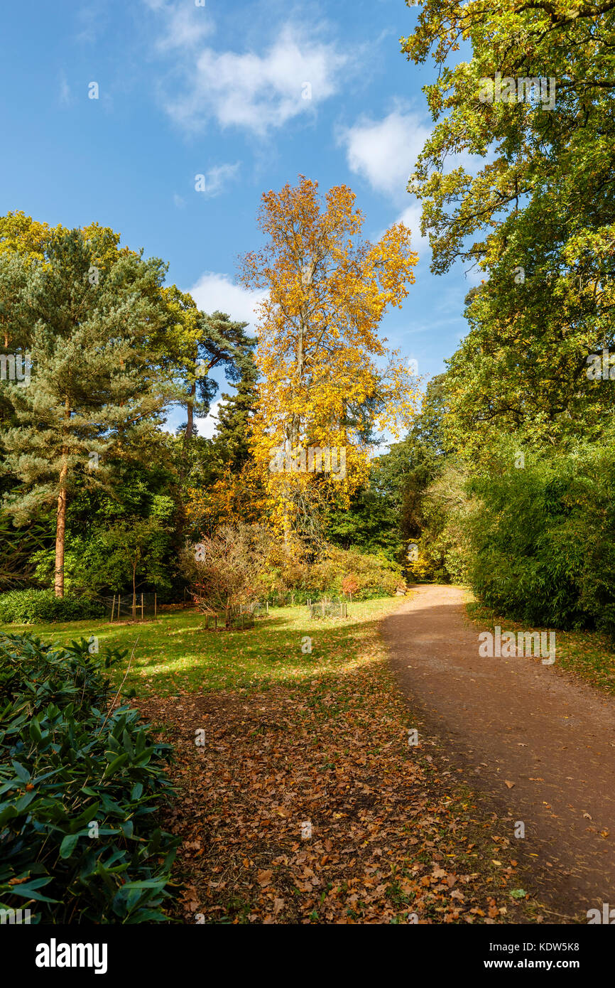 Westonbirt Arboretum, Gloucestershire, Royaume-Uni. 16 Oct, 2017. Westonbirt Arboretum National près de Tetbury, Gloucestershire, Angleterre du Sud-Ouest, Royaume-Uni. Avis de couleurs d'automne jaune typique de Carya ovata, le caryer, le feuillu sur l'affichage à Westonbirt Arboretum près de Tetbury, Gloucestershire, Royaume-Uni. Credit : Graham Prentice/Alamy Live News Banque D'Images