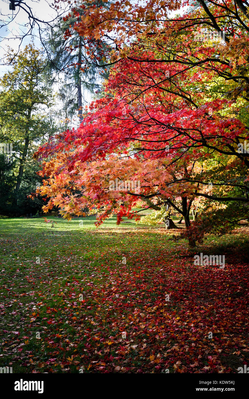 Westonbirt Arboretum, Gloucestershire, Royaume-Uni. 16 Oct, 2017. Westonbirt Arboretum National près de Tetbury, Gloucestershire, Angleterre du Sud-Ouest, Royaume-Uni. 16 Oct, 2017. Avis de vibrant jaune et rouge couleurs d'automne des érables du Japon (Acer palmatum) feuillu sur l'affichage à Westonbirt Arboretum près de Tetbury, Gloucestershire, Royaume-Uni. Credit : Graham Prentice/Alamy Live News Banque D'Images