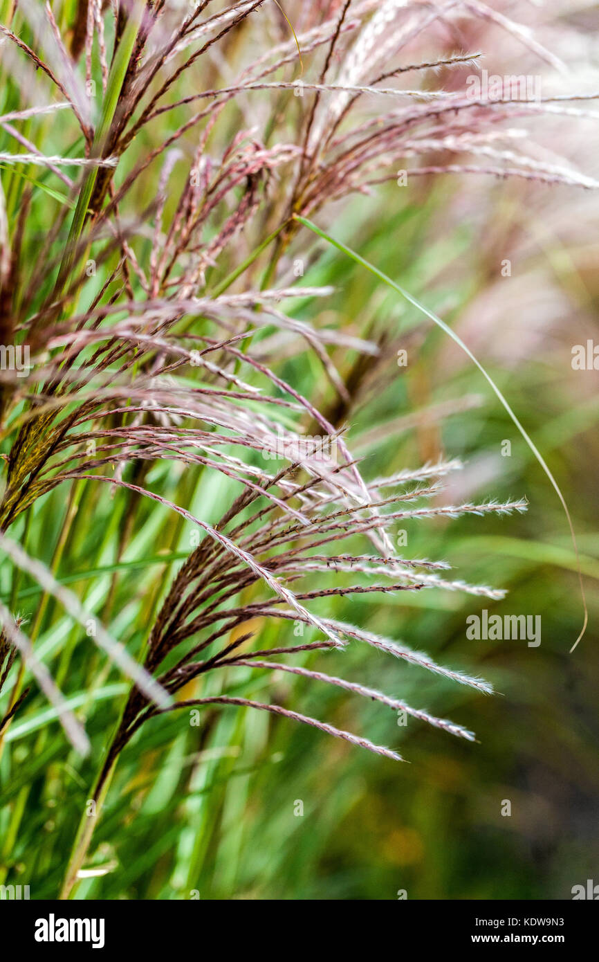 L'herbe d'argent chinois, Miscanthus sinensis 'Grosse Fontane' Banque D'Images