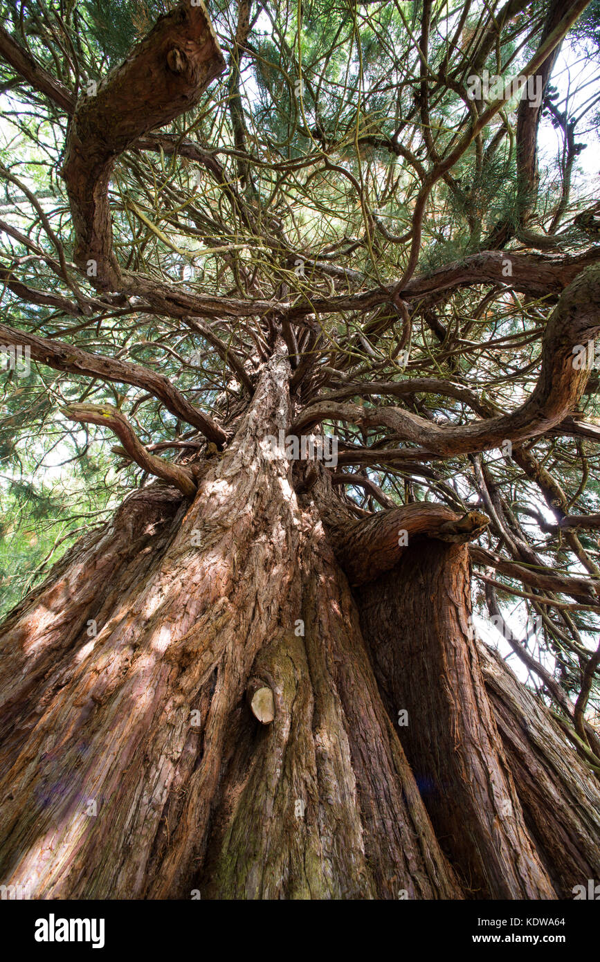 Sequoia tree à l'entrée d'Balmacaan Bois près de Inverness en Écosse. L'été. Banque D'Images