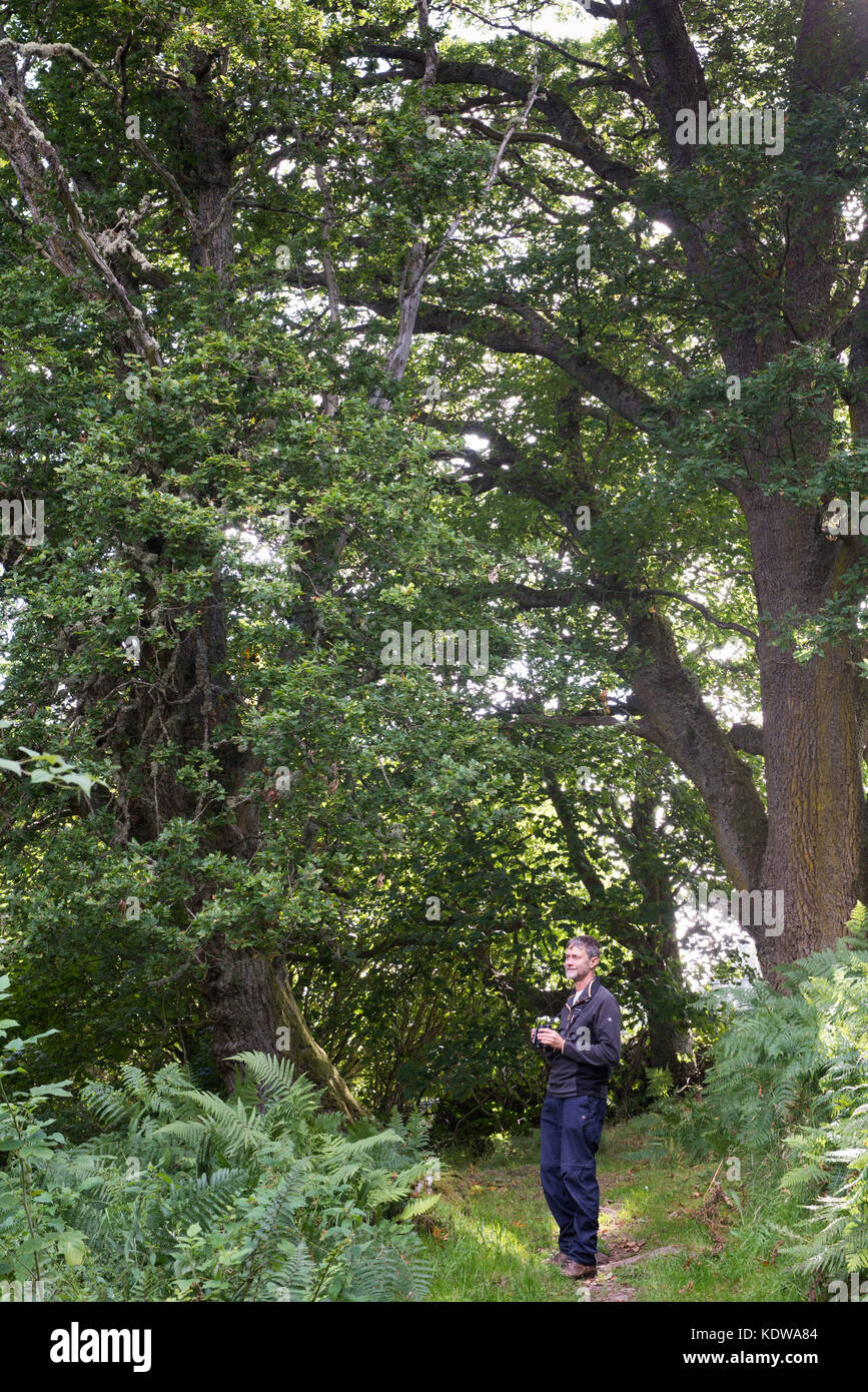 Les oiseaux à l'homme Balmacaan bois Près de Drumnadrochit, en Écosse. Banque D'Images