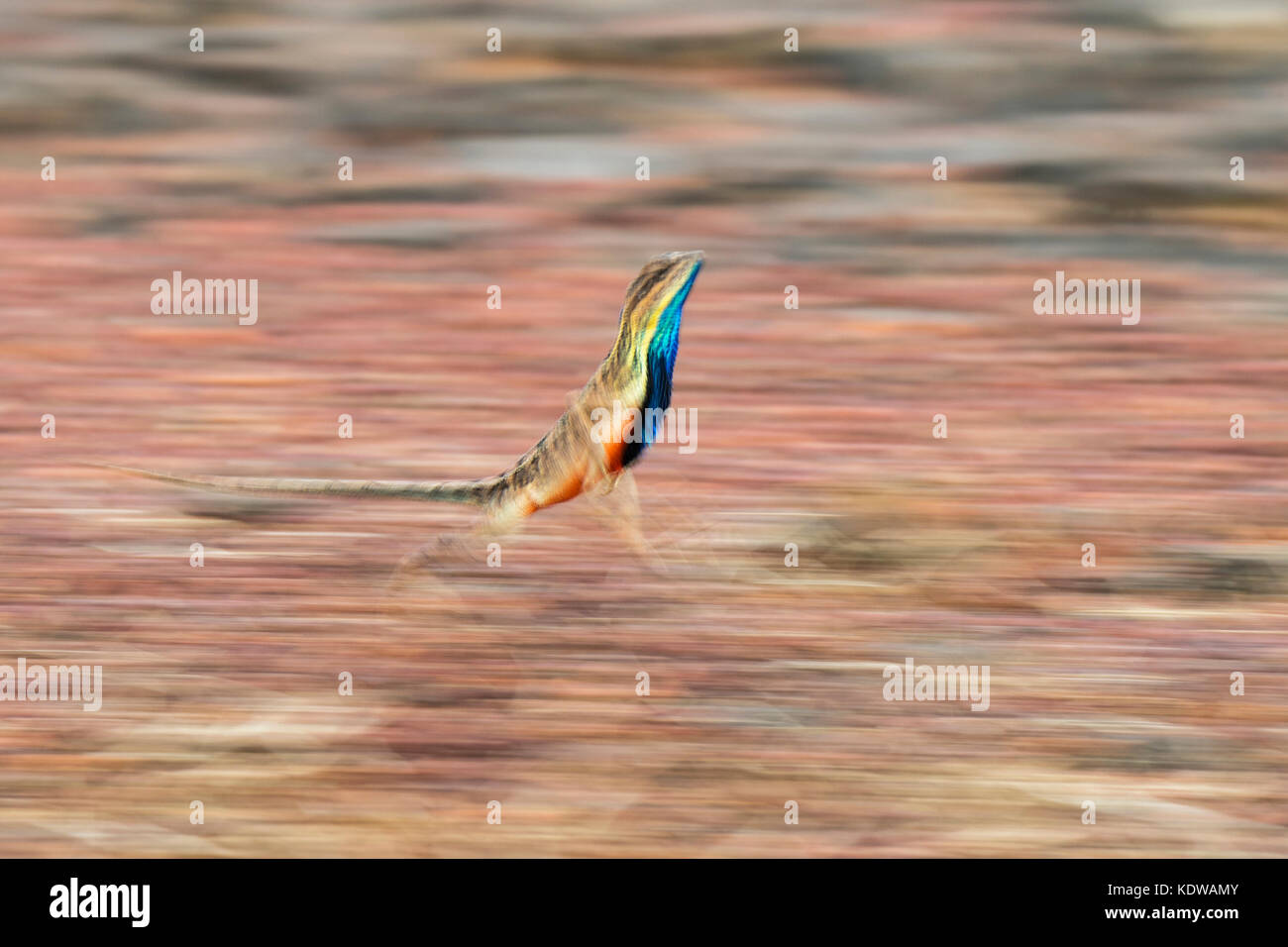 L'image du lézard à gorge de ventilateur ( Sitana ponticeriana) a été critiqué à Satara, Maharashtra, Inde Banque D'Images