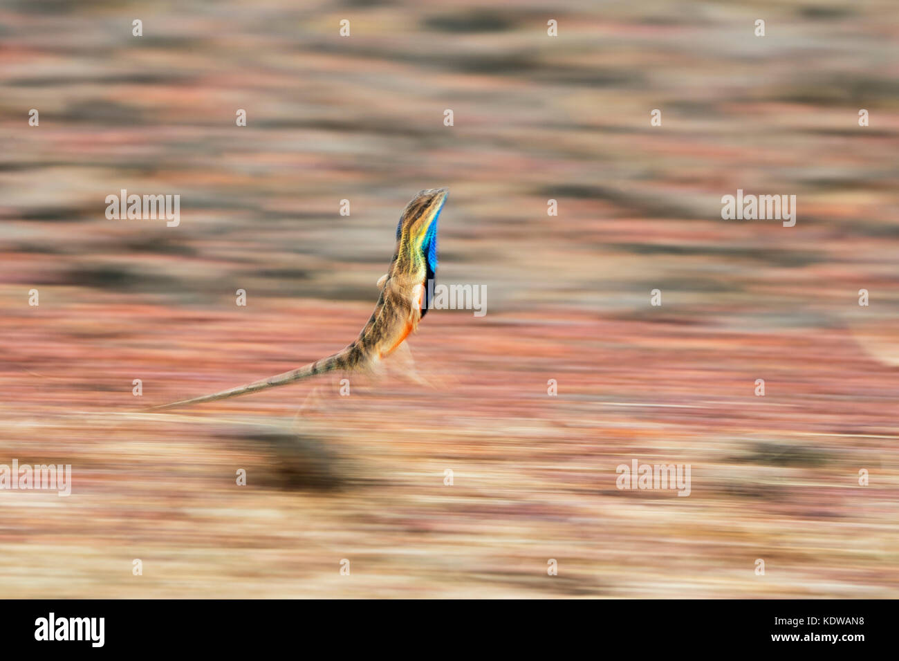 L'image du lézard à gorge de ventilateur ( Sitana ponticeriana) a été critiqué à Satara, Maharashtra, Inde Banque D'Images
