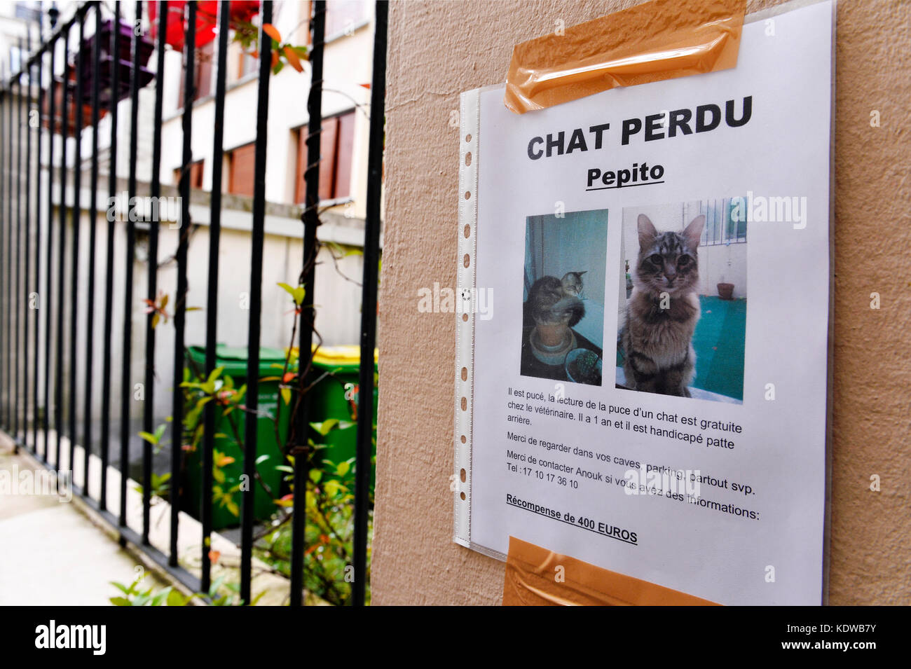 Chat perdu Banque de photographies et d’images à haute résolution - Alamy