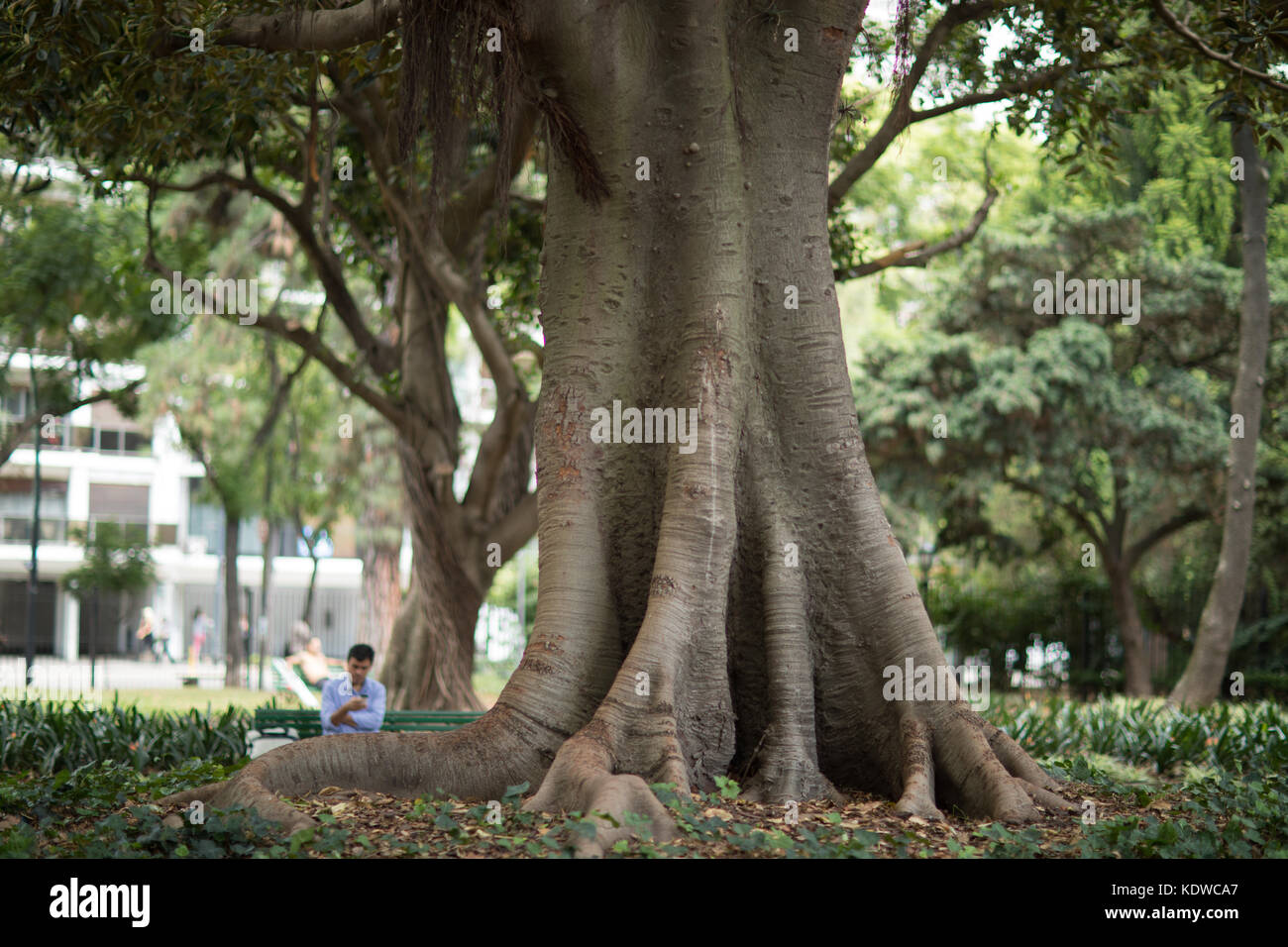 Un arbre dans la Jardin Botanico Carlos Thays, Palermo, Buenos Aires, Argentine Banque D'Images
