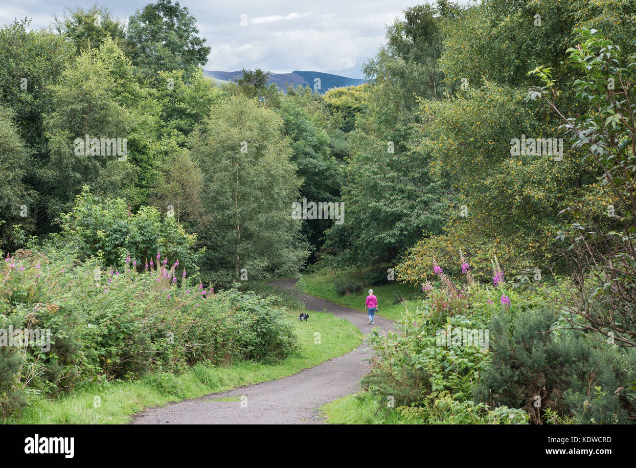 Mécanisme de la conversation à St Ronan's Wood, Innerleithen, en Écosse. L'été. Banque D'Images