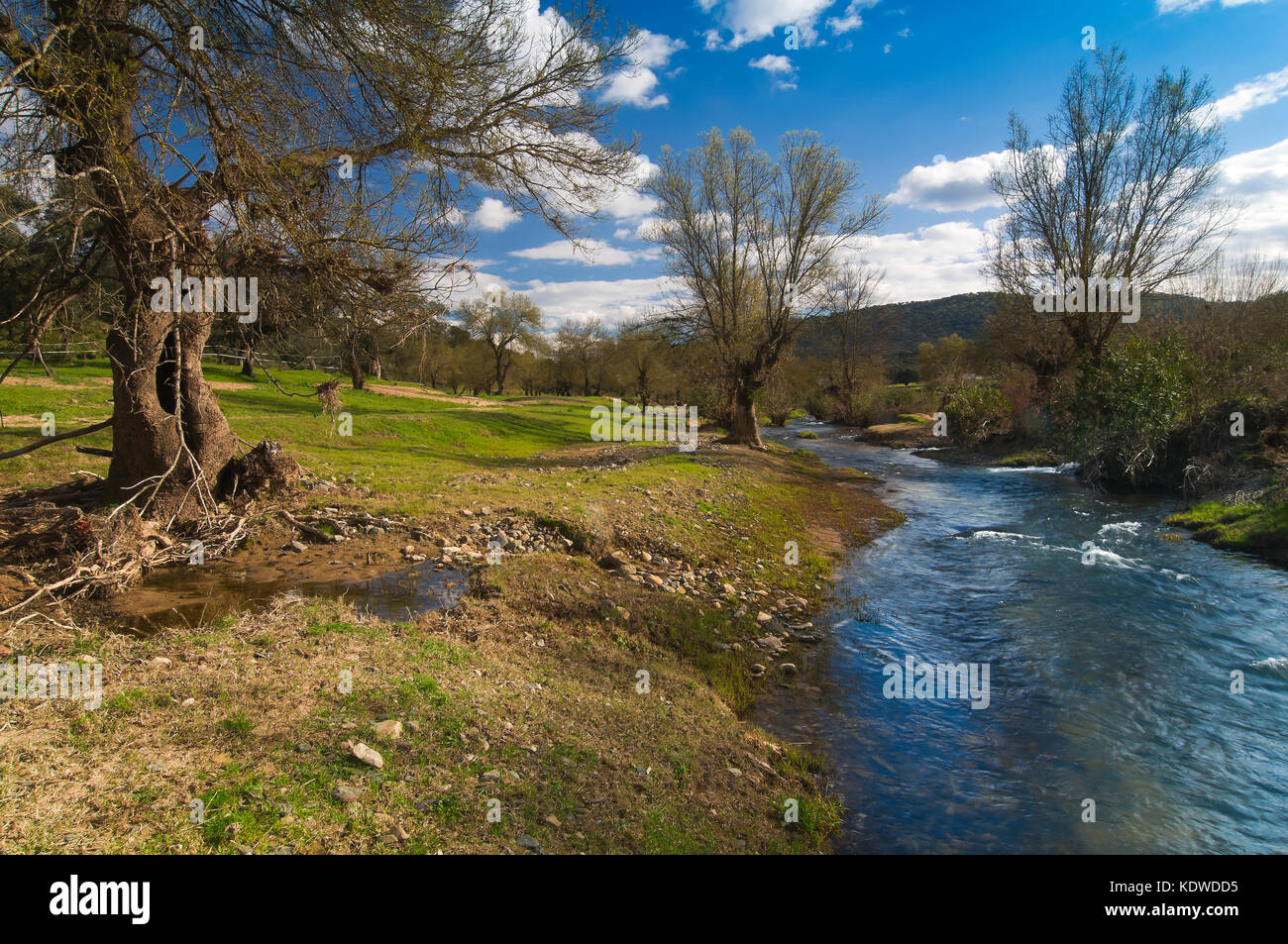 La rivière odiel et grove, Campofrio, province de Huelva, Andalousie, Espagne, Europe Banque D'Images