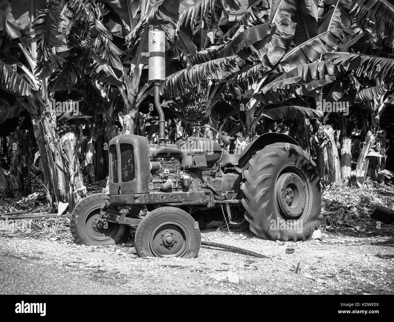 Un vieux tracteur abandonné sur une plantation de bananes, Chypre Banque D'Images