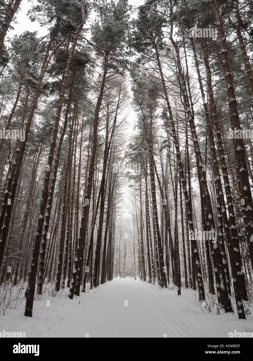 De grands arbres dans la forêt d'hiver Banque D'Images