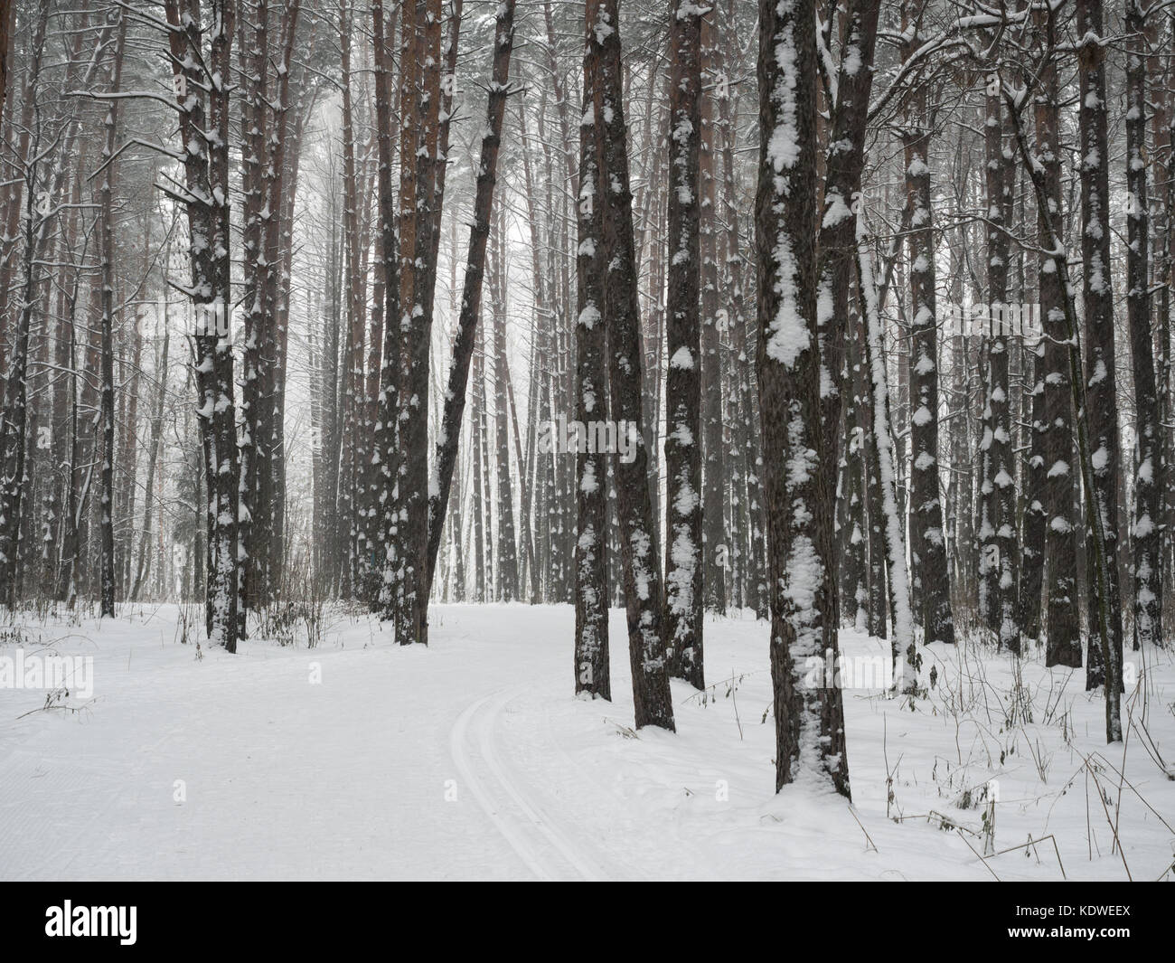 Arbres en hiver forêt couverte de neige Banque D'Images