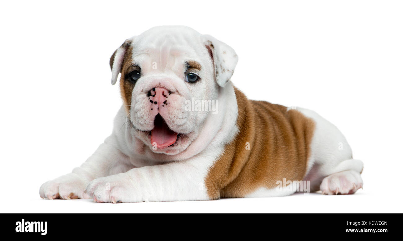 Chiot bouledogue anglais in front of white background Banque D'Images