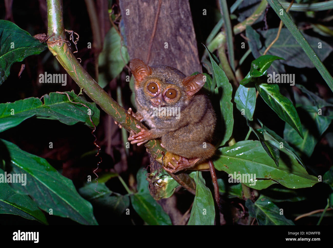 L'Indonésie. Sulawesi. La faune. Tarsier de l'Est. Banque D'Images