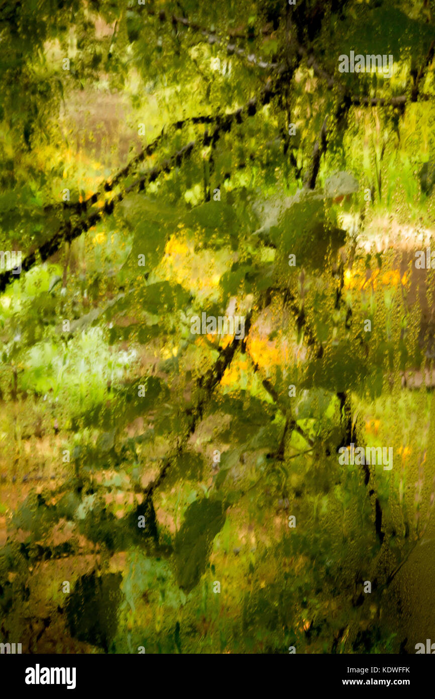 Vue sur le jardin à travers la fenêtre embué Banque D'Images
