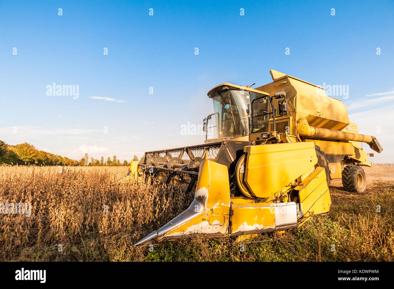 La récolte du champ de soya avec moissonneuse- batteuse jaune.. Banque D'Images