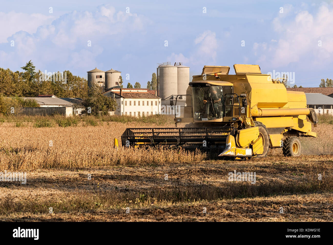 La récolte du champ de soya avec moissonneuse- batteuse jaune.. Banque D'Images