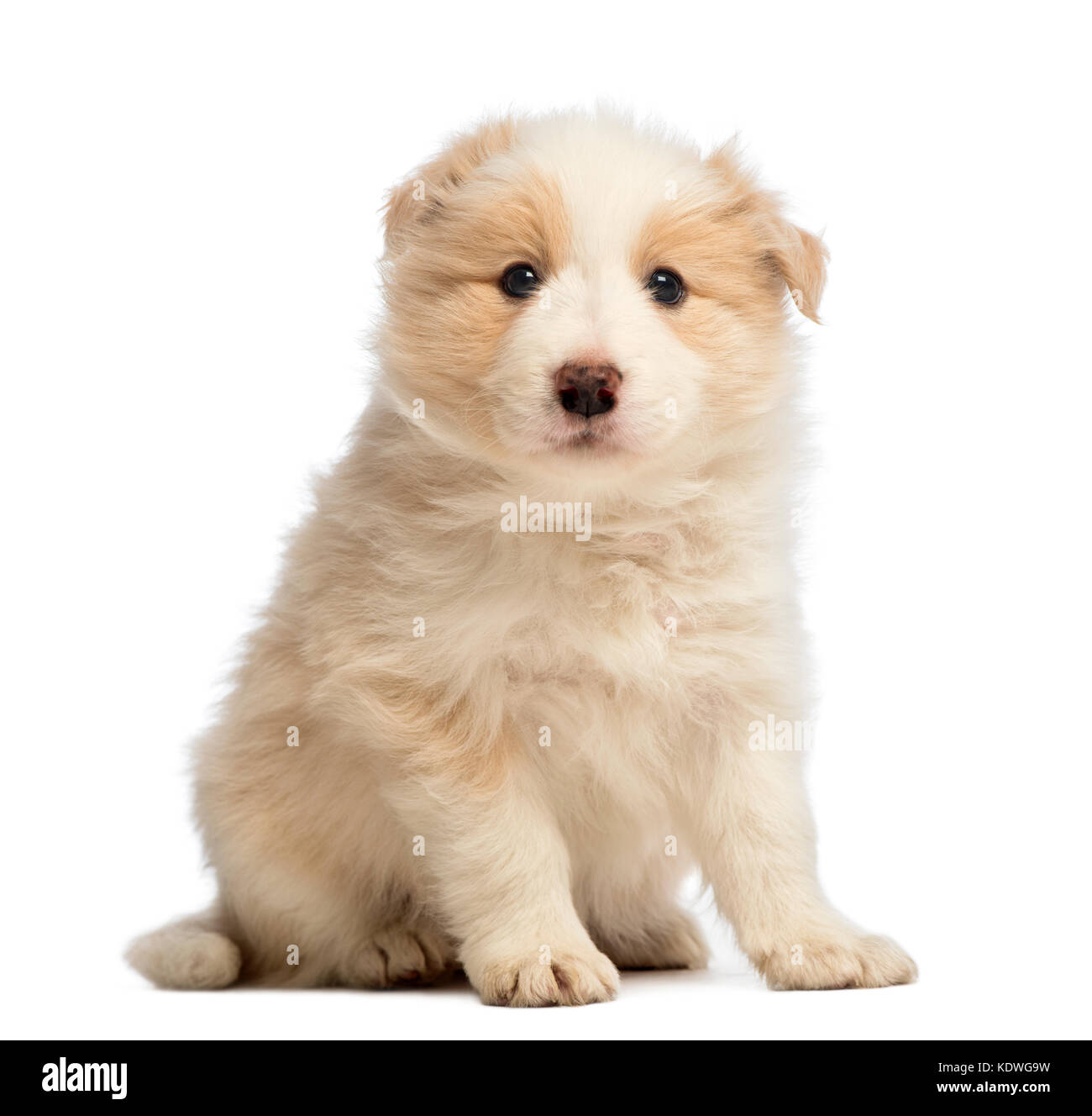 Border Collie puppy, 6 semaines, assis et regardant la caméra in front of  white background Photo Stock - Alamy