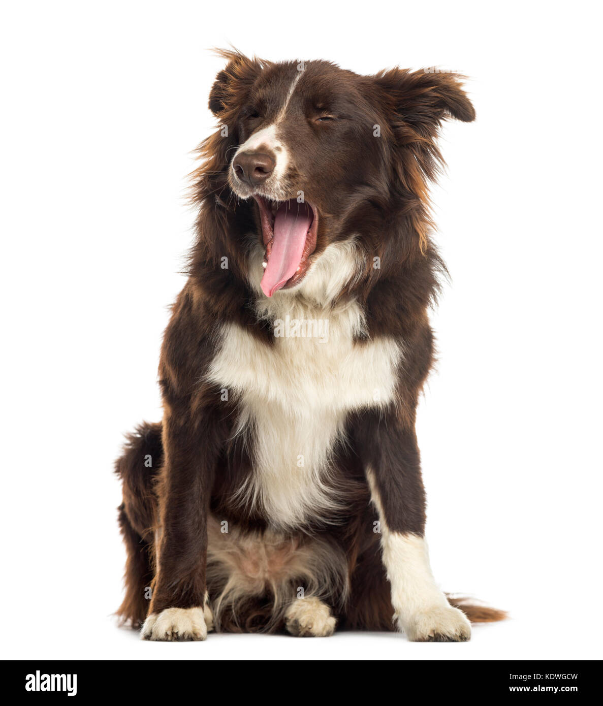 Border Collie sitting, bâillements, 9 mois, isolated on white Banque D'Images