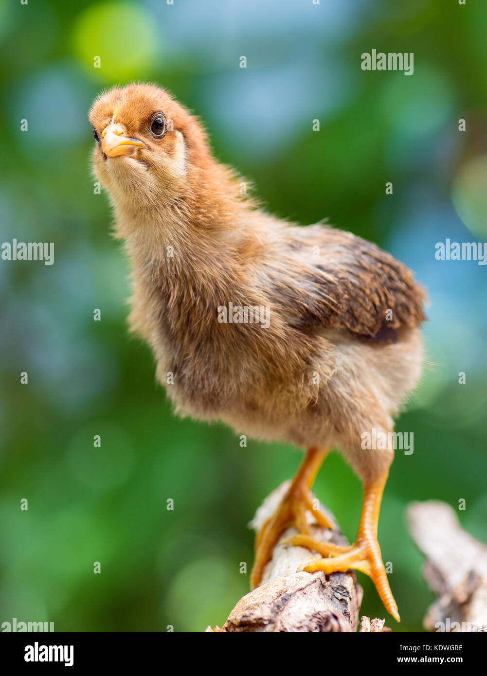 Baby Chicken en exploitation avicole. mignon petit poussin nouveau-né brown sur fond vert. d'oiseaux nouvellement éclos sur une ferme de poulet - plein air portrait. Banque D'Images Baby Chicken en exploitation avicole. mignon petit poussin nouveau-né brown sur fond vert. d'oiseaux nouvellement éclos sur une ferme de poulet - plein air portrait. Banque D'Images