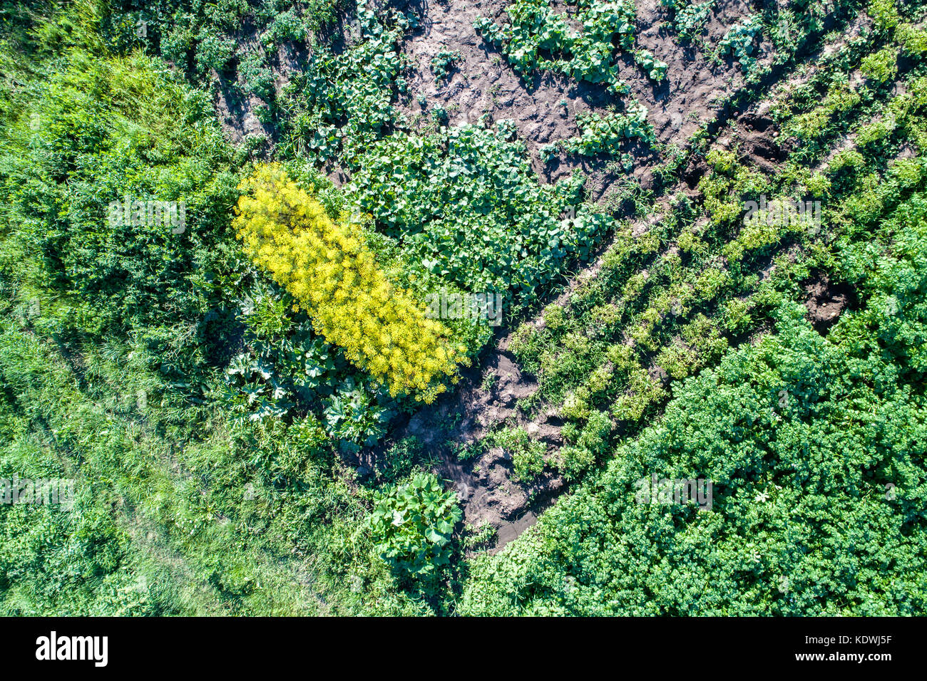 Les plantes de pomme de terre, les courgettes, le concombre et l'aneth dans un champ en région de Koursk (Russie Banque D'Images