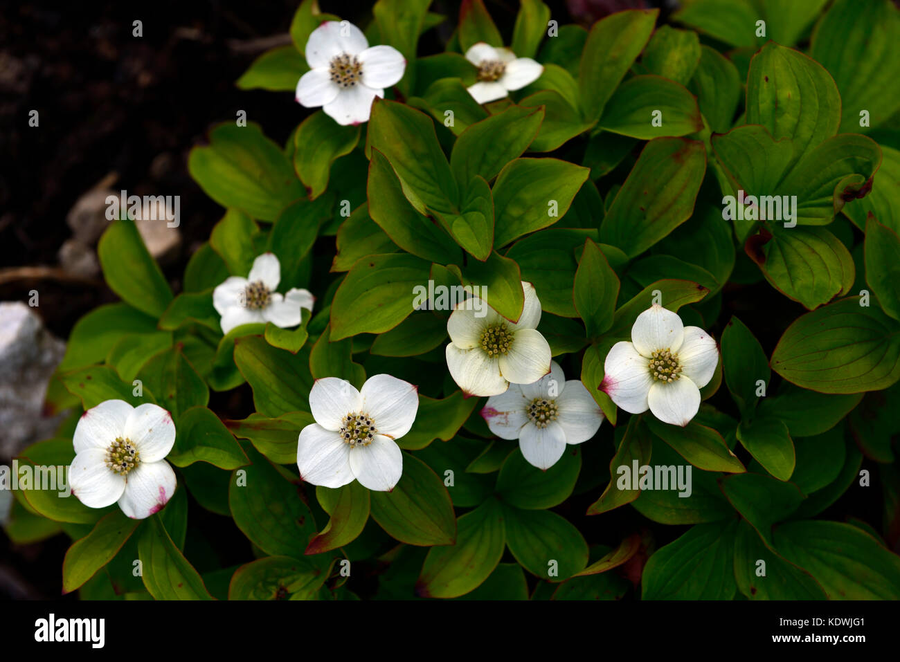 Cornus canadensis, cornouiller, rampante, blanche fleur, fleur, fleur, Canadian Dwarf Cornel, le cornouiller du Canada, Craccurberry, printemps, fleurs, Floral RM Banque D'Images