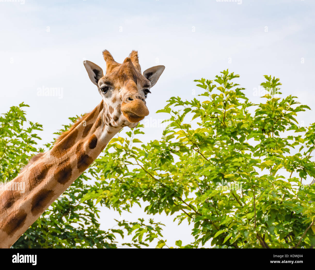 Close up portrait de girafe avec arbre vert arrière-plan. Banque D'Images
