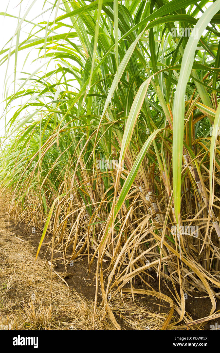 Une ligne de la canne à sucre cultivée dans une plantation dans le Queensland, Australie Banque D'Images