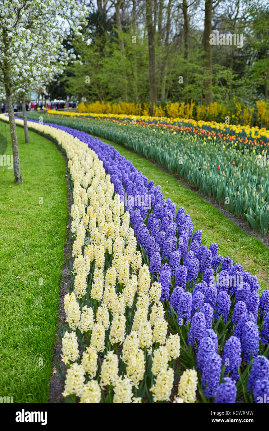 Jardins de Keukenhof en Hollande, célèbre pour ses printemps affiche de tulipes, jacinthes et jonquilles Banque D'Images