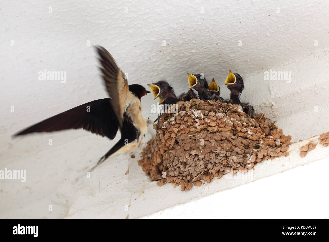 Une Hirondelle Oiseau Nourrir Ses Oisillons Au Nid Photo Stock Alamy Une Hirondelle Oiseau Nourrir Ses Oisillons Au Nid Photo Stock Alamy