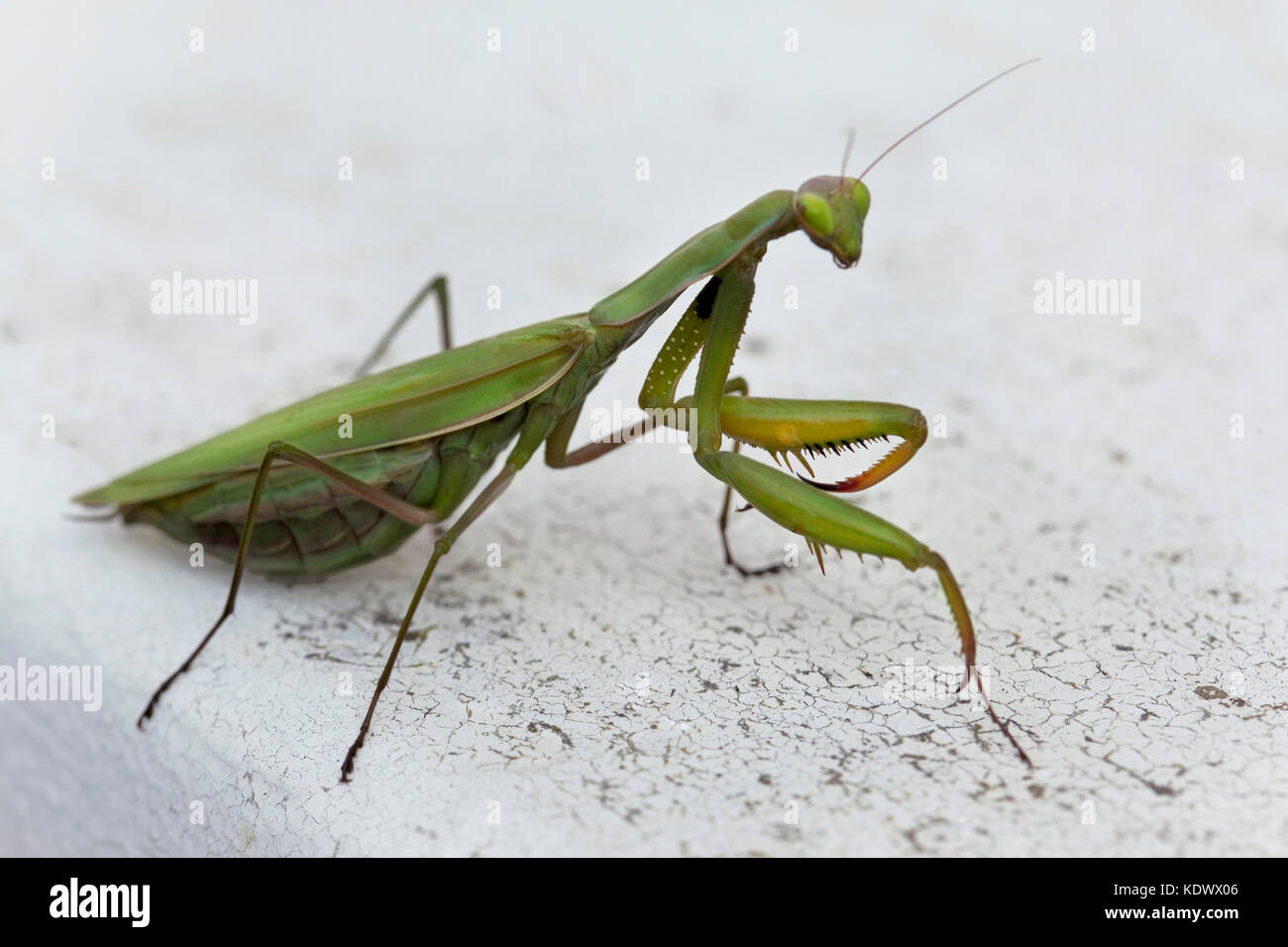 Gros plan d'une mante religieuse sur un rebord de fenêtre Banque D'Images