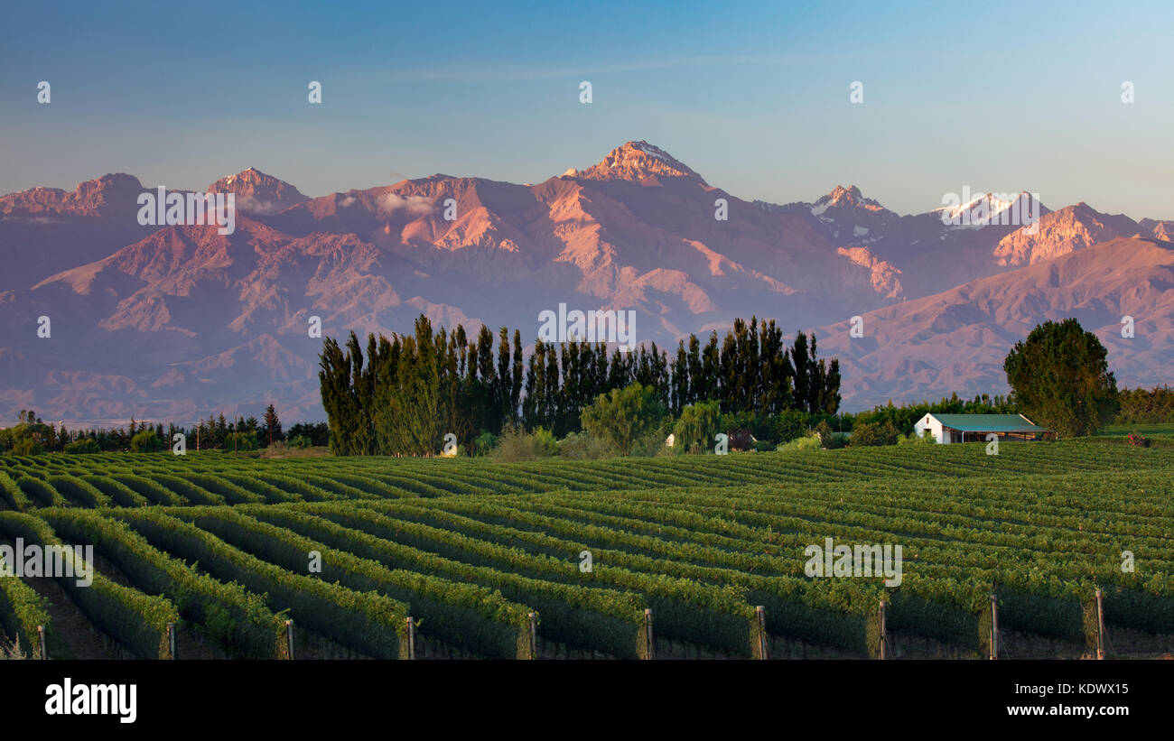 Les Andes des vignobles de la vallée de Uco nr Tupungato, Province de Mendoza, Argentine Banque D'Images
