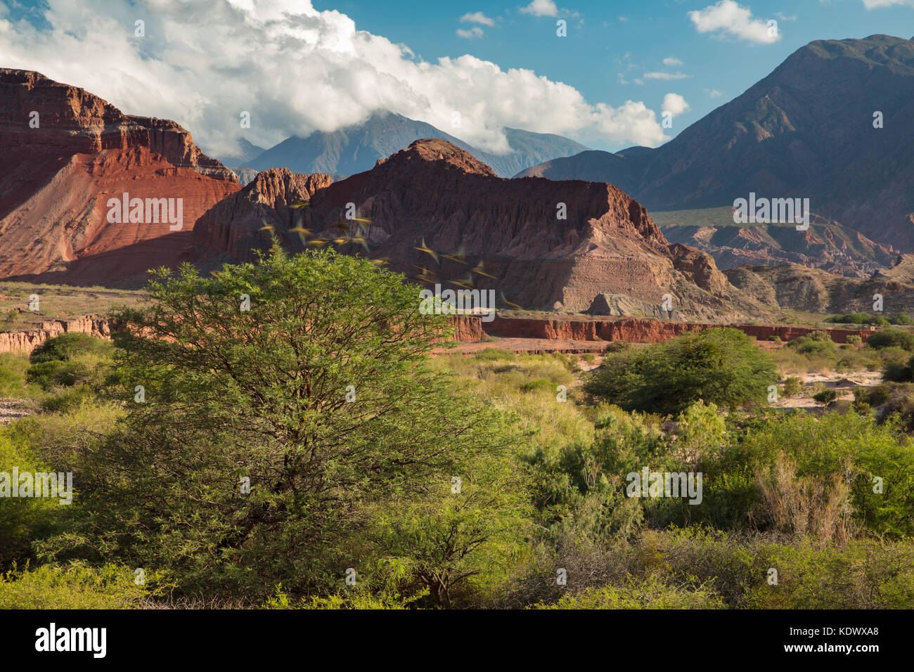 Les perroquets au décollage à un arbre dans la Quebrada de la Conches, Valles Calchaquies, la province de Salta, Argentine Banque D'Images