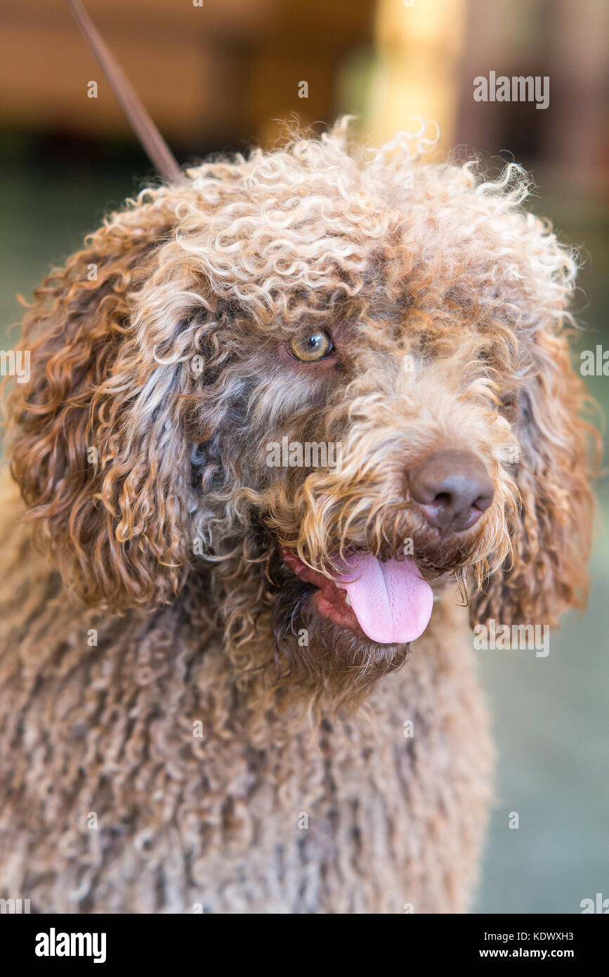 Portrait of brown chien d'eau espagnol portrait vertical. Banque D'Images