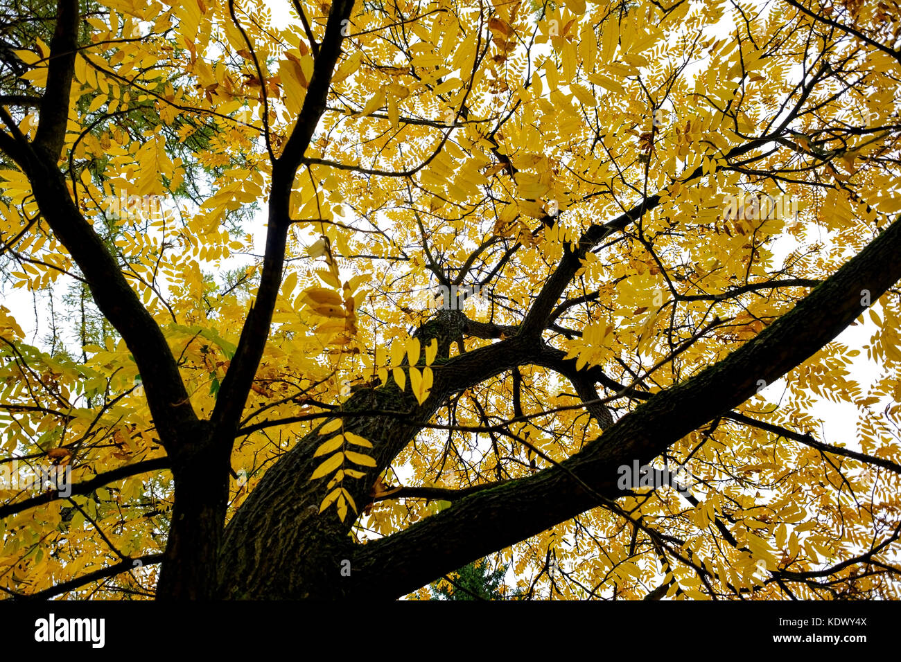 Les arbres d'automne. Vue de bas en haut. Banque D'Images